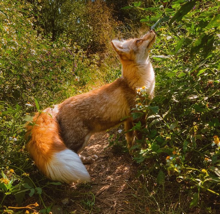 Fox crossing a quiet path in the countryside - Dorothy Higgins