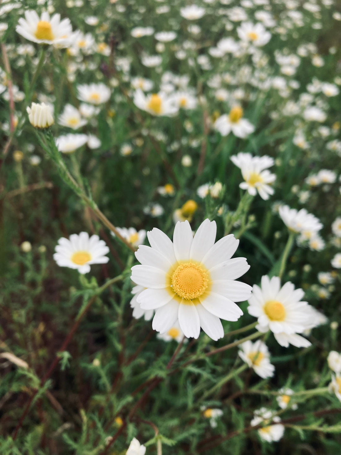 The Language of Wild Chamomile