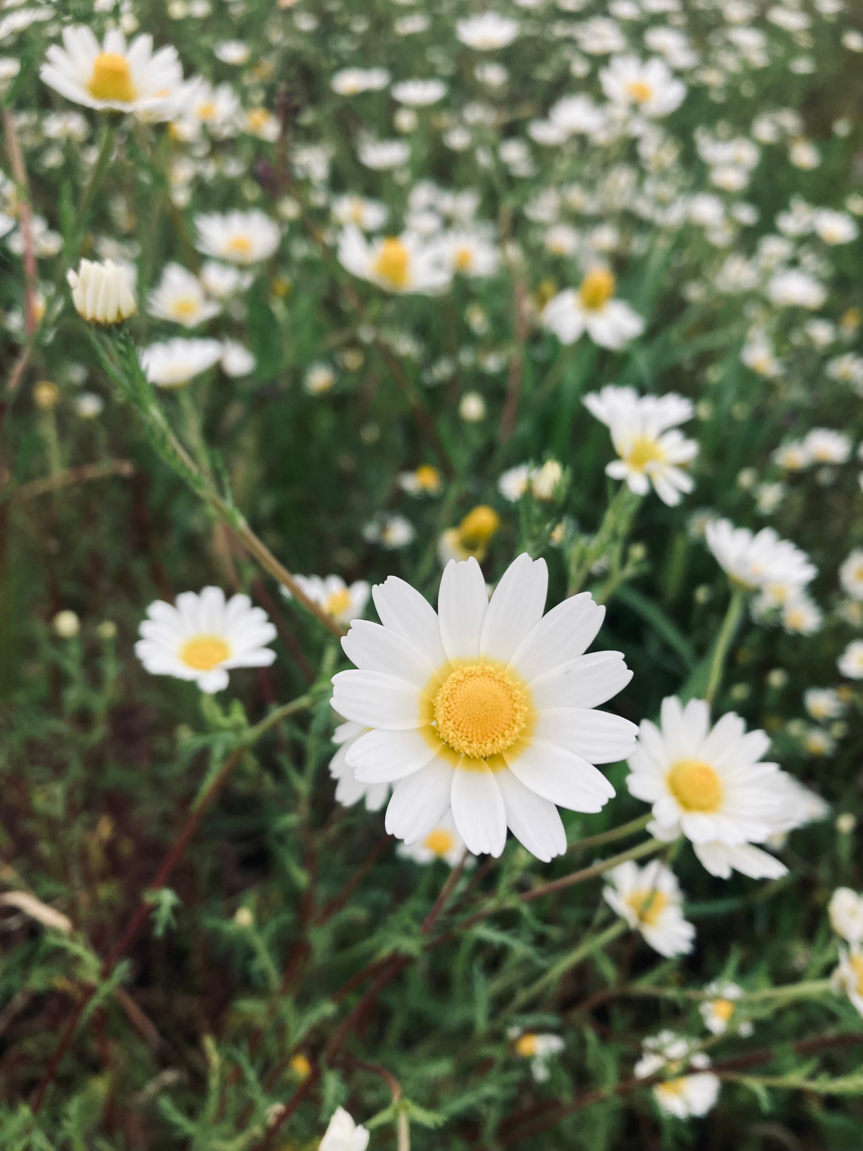 The Language of Wild Chamomile